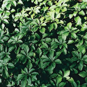 Packy Half Flat Pachysandra Groundcover