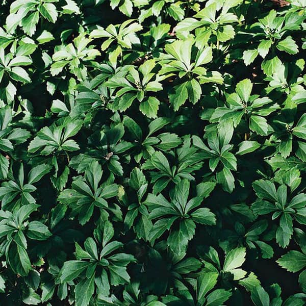 Unbranded Packy Half Flat Pachysandra Groundcover