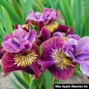 Miss Apple Siberian Iris Live Bareroot Perennial Plant Red Flowers (1-Pack)