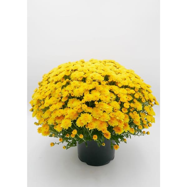 3 qt. Chrysanthemum (Mum) Annual Fall Outdoor Live Plant with Yellow Flowers in 8 in. Grower Pot (2-Pack)