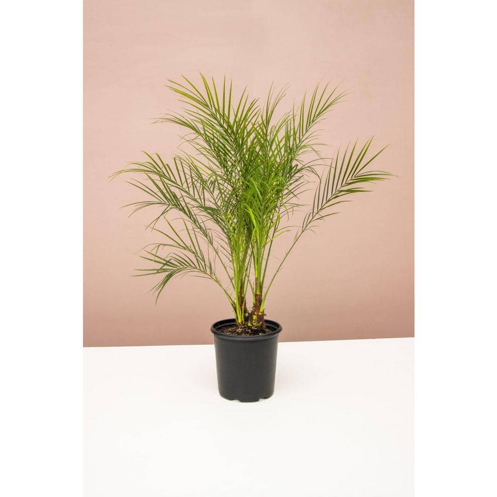 dwarf date palm cats