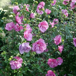 4.5 in. Qt. Magenta Chiffon Rose of Sharon (Hibiscus) Live Plant, Purple Flowers
