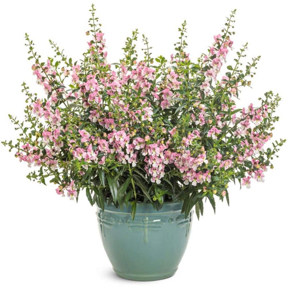 Proven Winners 4.25 in. Eco+ Grande Angelface Wedgewood Pink