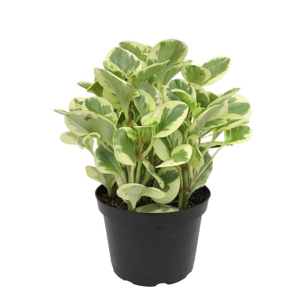 ALTMAN PLANTS Peperomia Obtusifolia 'Citrus Twist' Pet Friendly Live Indoor Houseplant 6 in. Grower Pot