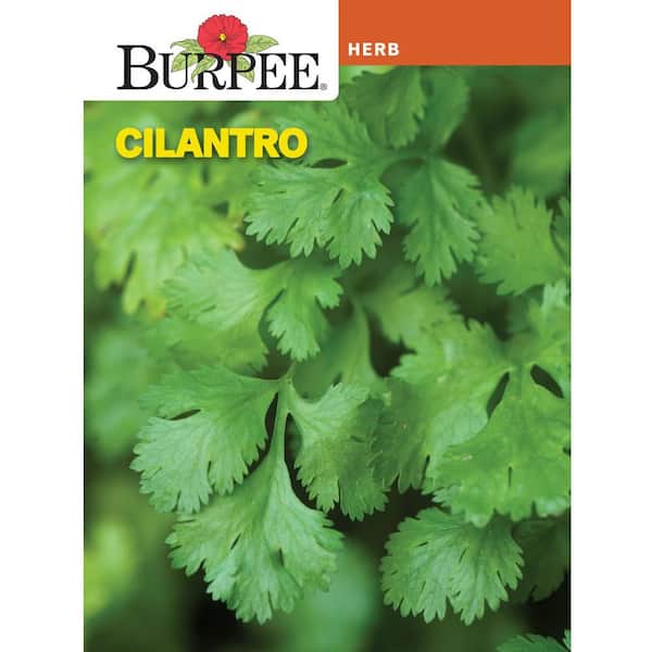 Herb Cilantro Seed