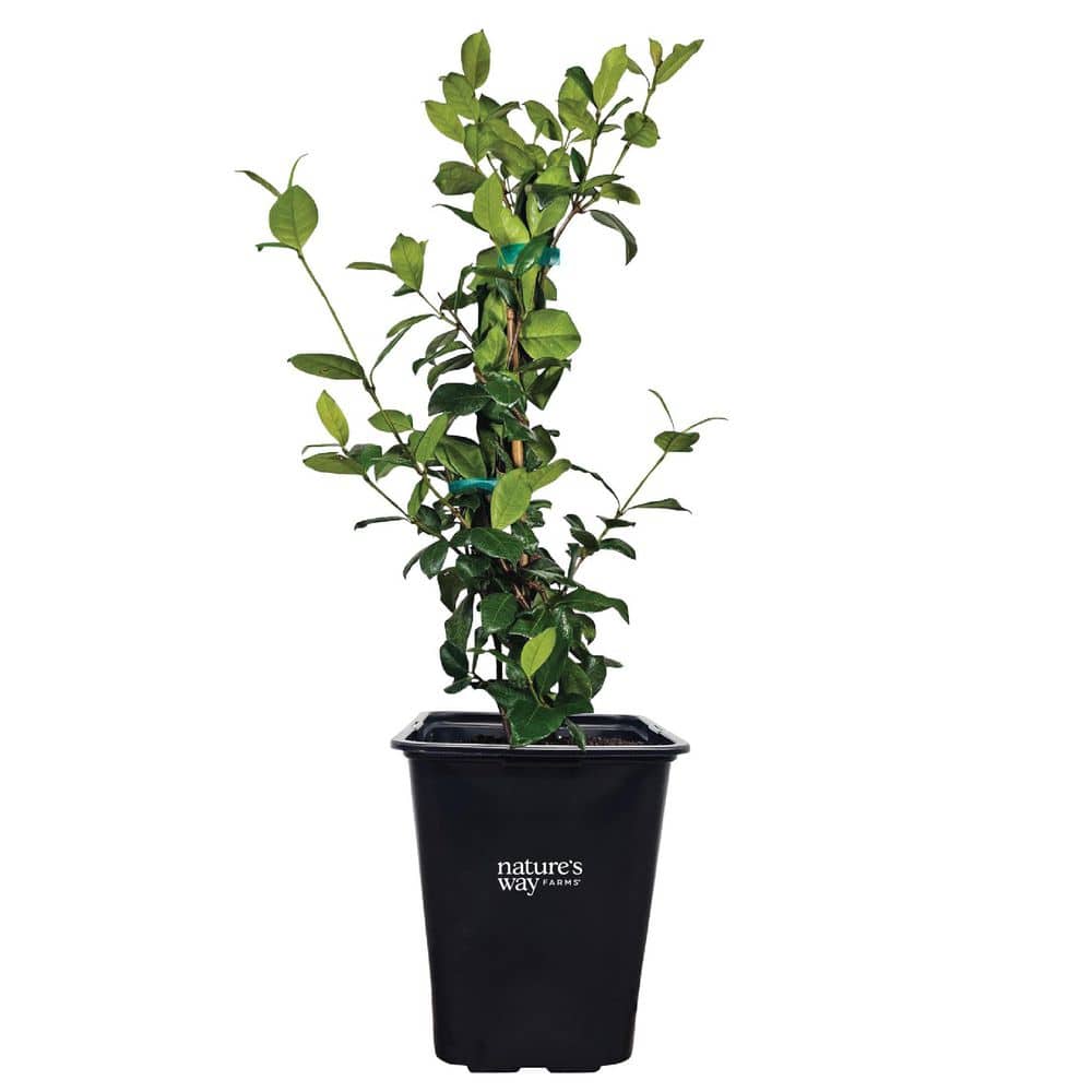 Jasmine Confederate Staked Outdoor Live Plant (18-24in Tall) in Grower Pot price history on PriceWatchPro