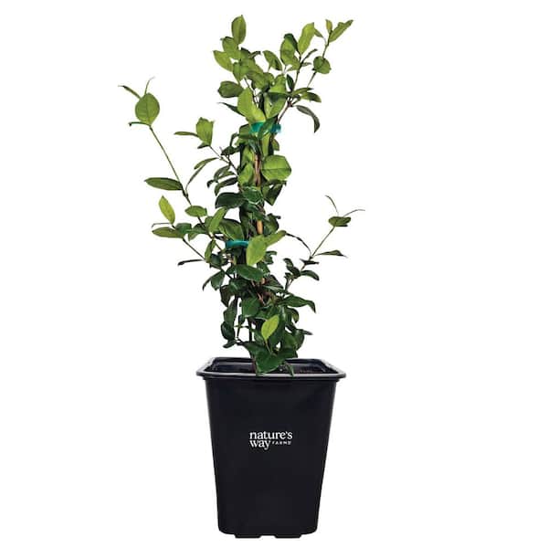 Jasmine Confederate Staked Outdoor Live Plant (18-24in Tall) in Grower Pot