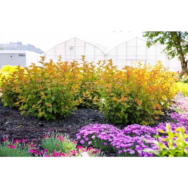 Bloomin' Easy 2 gal. Savannah Sunset Ninebark (Physocarpus) Live
