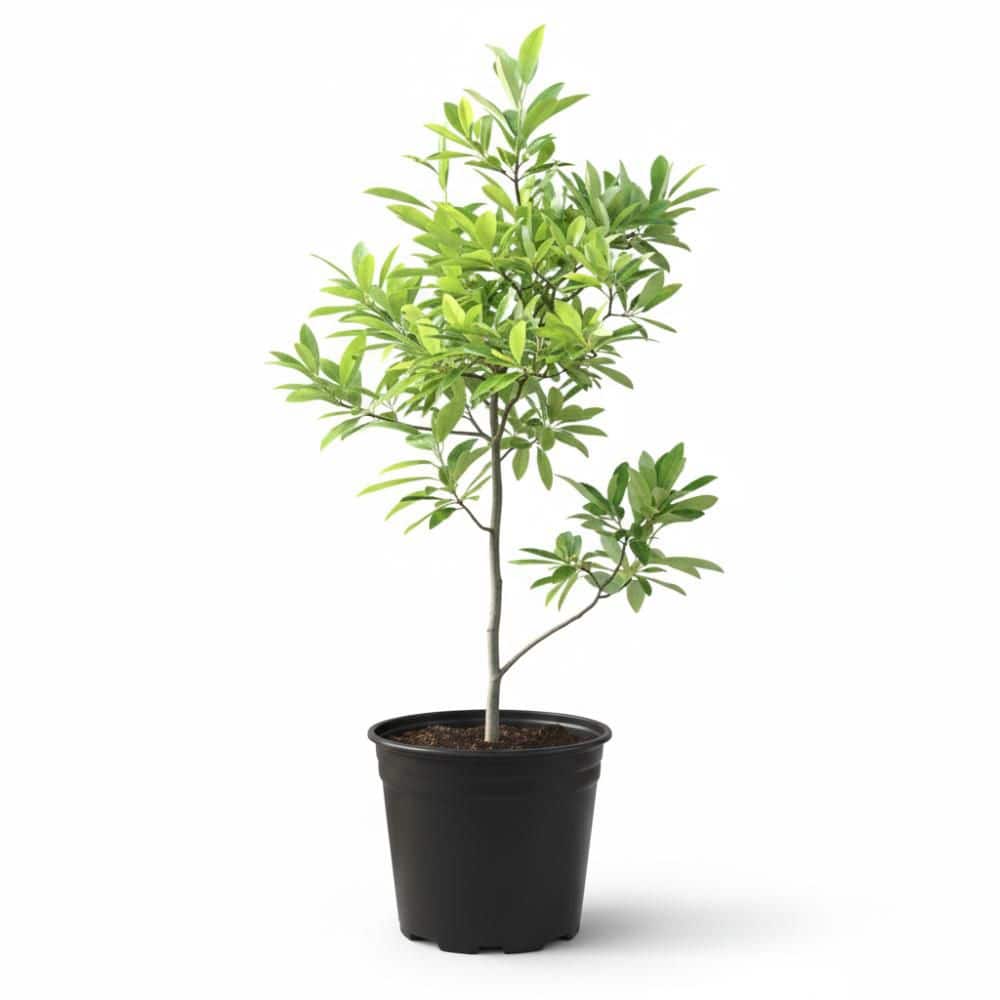 BELL NURSERY 3 Gal. Sweet Bay Magnolia (Magnolia Virginiana), Live