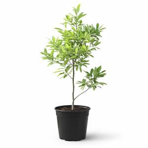 3 Gal. Sweet Bay Magnolia (Magnolia Virginiana), Live Flowering Tree Shrub, Cream-White Flowers