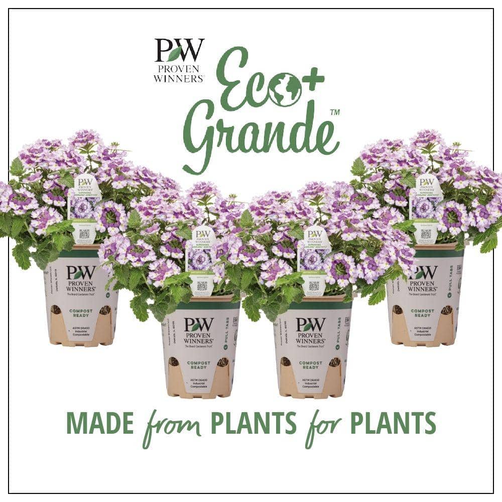 アポリナ　花柄ロンパース ホワイト/パープル PROVEN WINNERS 4.25 in. Eco+Grande Superbena Royale Sparkling