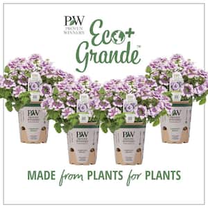 4.25 in. Eco+Grande Superbena Royale Sparkling Amethyst (Verbena) Live Plant, Purple and White Flowers (4-Pack)