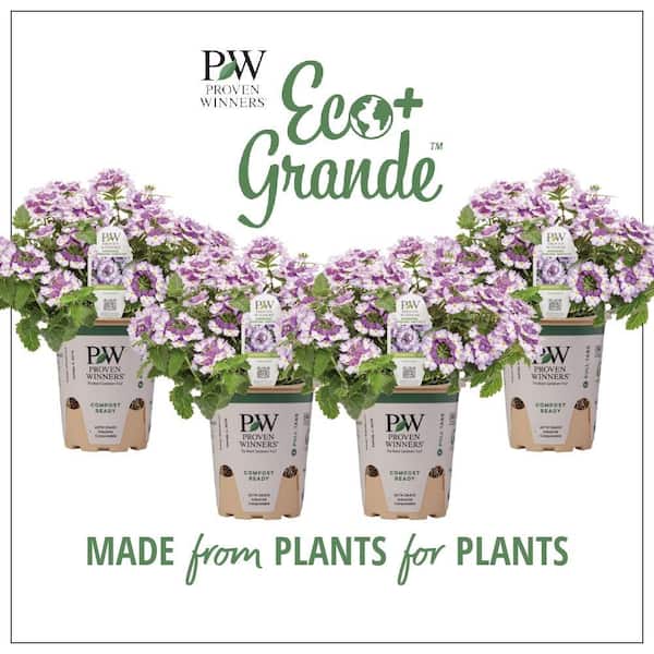 PROVEN WINNERS 4.25 in. Eco+Grande Superbena Royale Sparkling Amethyst (Verbena) Live Plant, Purple and White Flowers (4-Pack)