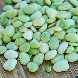 Lima Bean Fordhook 242 (2 lb. Seed Packet)