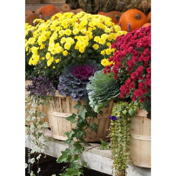 Chrysanthemum Yellow - Seasonal Plants — PlantsMarket