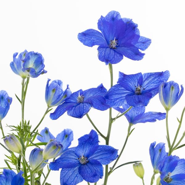 2 Qt. Delphinium Pearl Blue Perennial Plant (3-Pack)