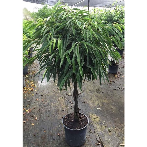 Wekiva Foliage Ficus Alii Braid Tree-Live Plant in a 10 Inch Pot-Ficus ...