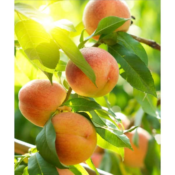 Online Orchards Semi Dwarf Hale Haven Peach Tree - 3 ft.
