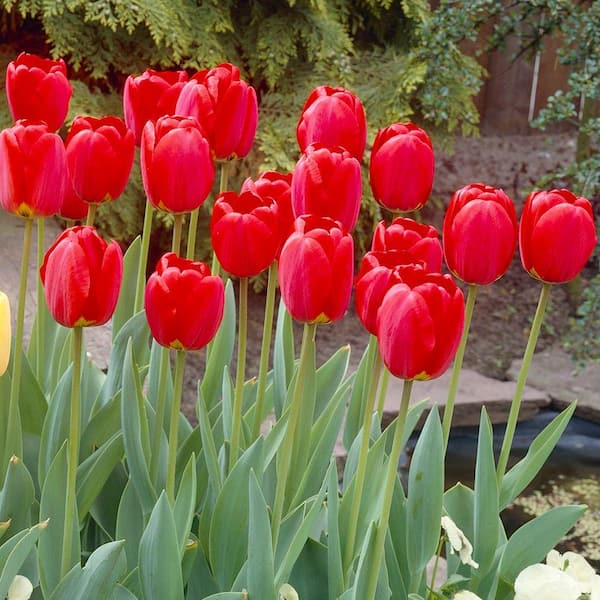 Bloomsz Darwin Tulip Red Oxford Flower Bulb (8-Pack)