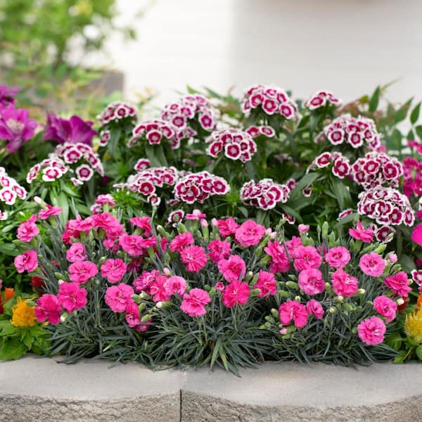 METROLINA GREENHOUSES 2.5 Qt. Scent First Eternity Rose and Pink Dianthus  Plant 61563 - The Home Depot