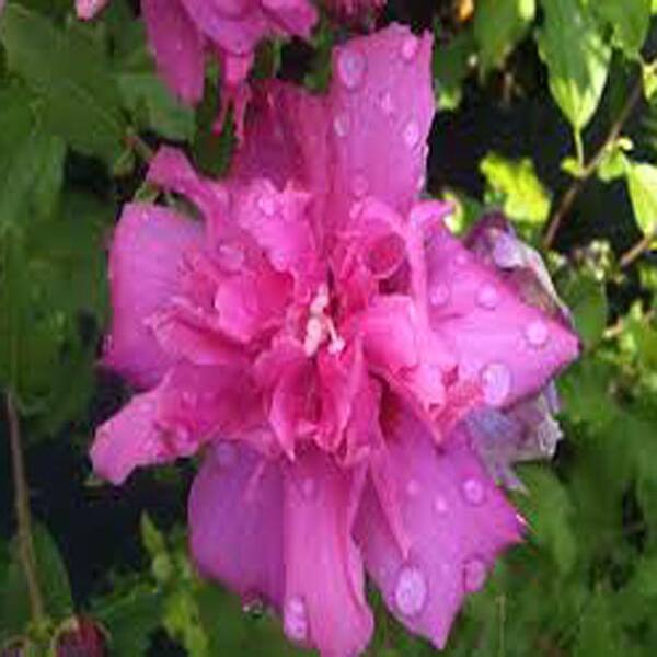 OnlinePlantCenter 1 Gal. Lucy Rose of Sharon or Althea Shrub