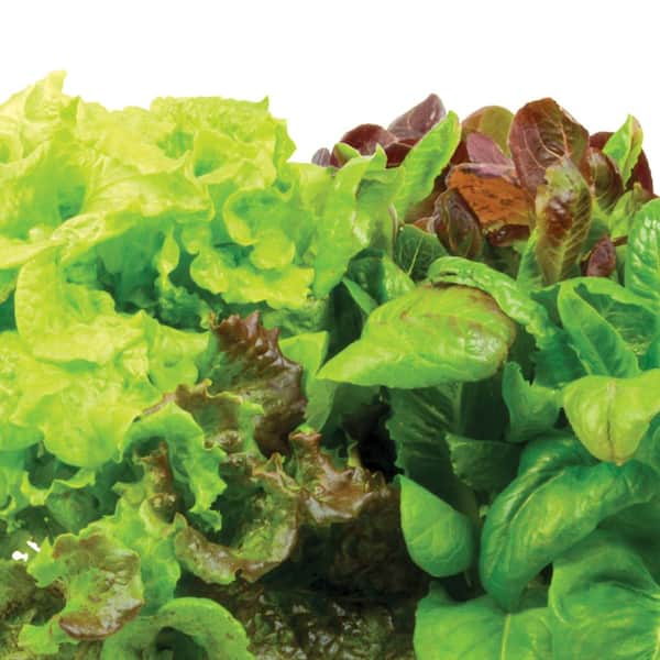 Miracle-Gro AeroGarden Indoor Gardening Seed Pod Kit 6 pod Heirloom Salad Greens 