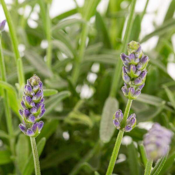 METROLINA GREENHOUSES 2.5 Qt. Vigoro Nature's Nutrients Lavender