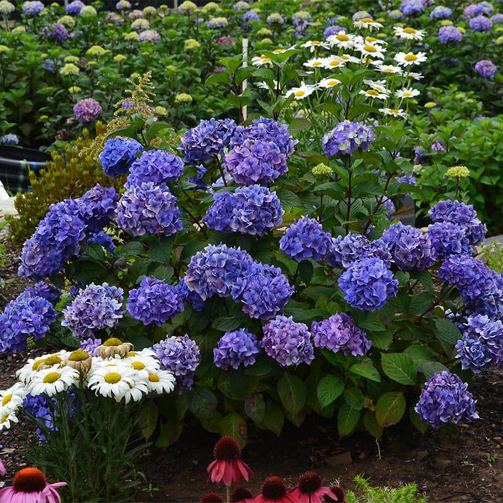 Endless Summer Purple and Blue Hydrangea in 1-Gallon Container