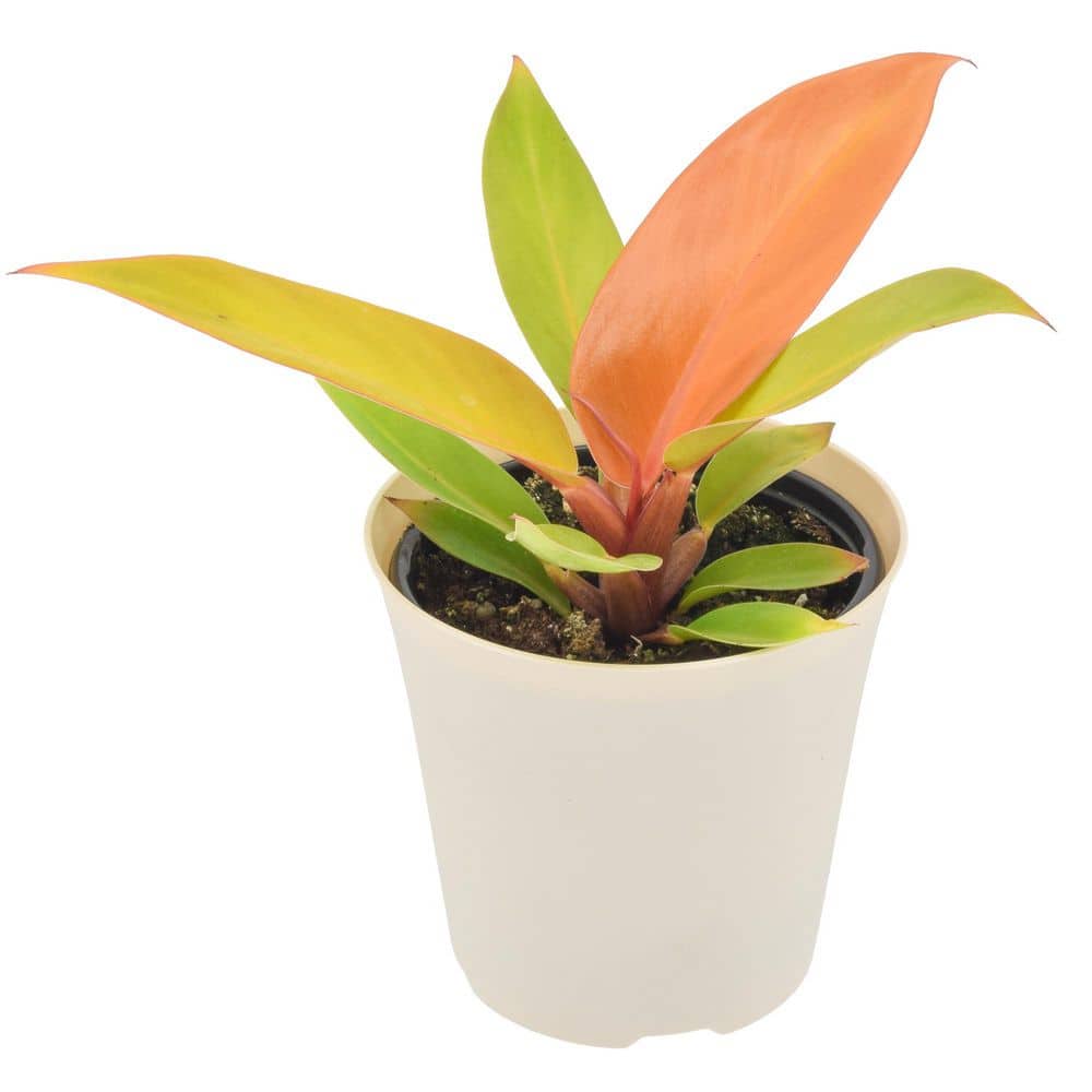 large white indoor planter The Big and Bright Duo Houseplants - Large (tall) Grow Pots