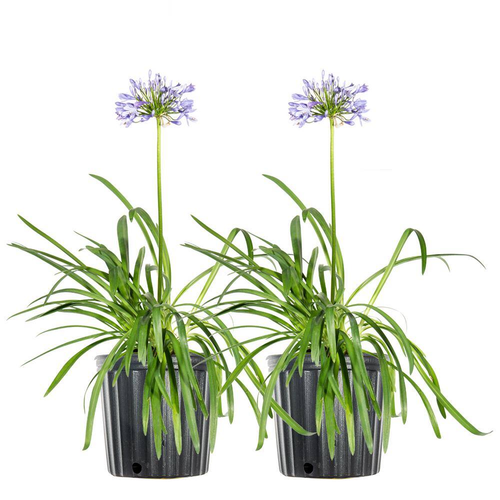 1 Blue Agapanthus Shrub (2-Pack) THD00005 - The Home Depot