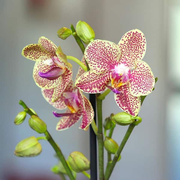 Premium Spotted Live Orchid Plant (Phalaenopsis), 3.5" Blue & White Orchid Pot, Approx 16" Tall, Pet Friendly Houseplant