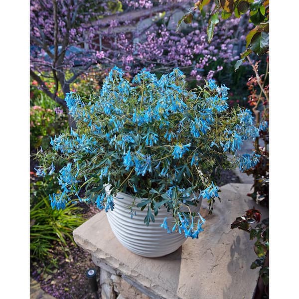 2.5 qt. Perennial Corydalis Blue (2-Pack) 2024 - The Home Depot