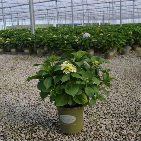 2 Gal. Echo Mini Penny Hydrangea Plant Live Shrub, Blue and Pink Reblooming Flowers