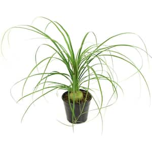 5.5 in. Cottage Hill Ponytail Palm Plant in Pot