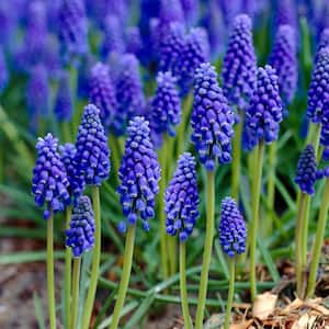 8/9 cm, Muscari Grape Hyacinth Flower Bulbs (Bag of 50)