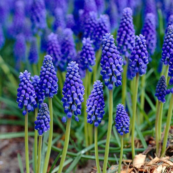 Garden State Bulb 8/9 cm, Muscari Grape Hyacinth Flower Bulbs (Bag of 50)