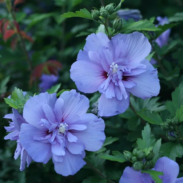 2 Gal. Blue Chiffon Rose of Sharon (Hibiscus) Plant with Blue Flowers