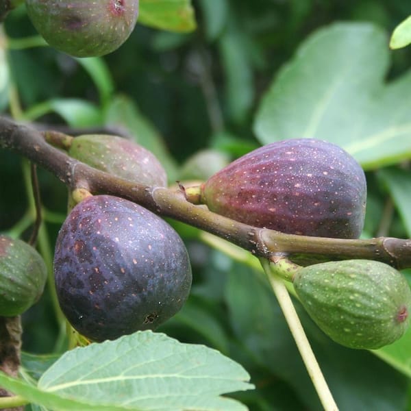 Unbranded 5 Gal. Chicago Hardy Fig Plant