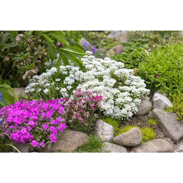 90s フラワー プリーツノースリーブトップス ホワイト hooked 1.0 Qt. White Perennial Iberis Plant (Candy Tuft) 1037 - The Home