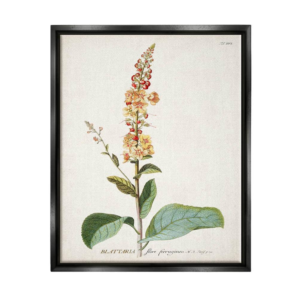 Stupell Industries Botanical Plant Illustration Flowers Vintage Design Black Floater Framed Canvas Wall Art, 16 x 20