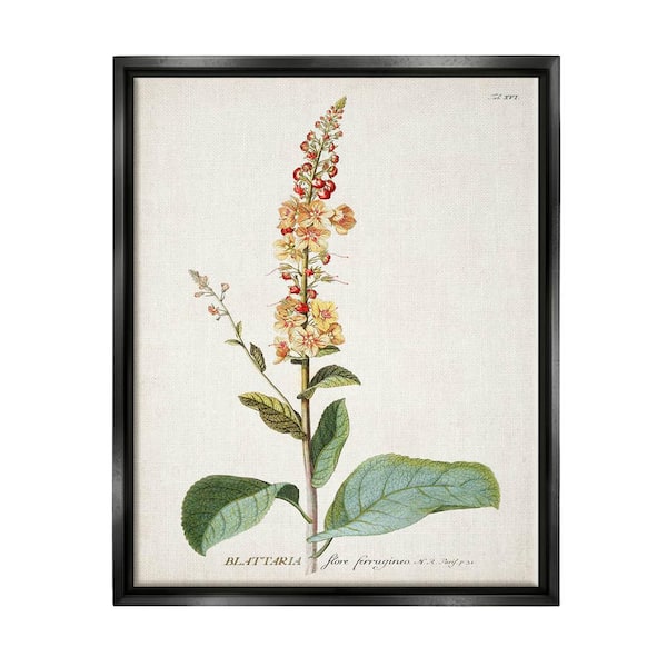 The Stupell Home Decor Collection Botanical Plant Illustration Flowers Design by World Art Group Floater Frame Nature Wall Art Print 21 in. x 17 in. . . .