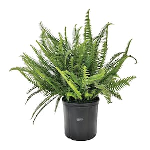 Fern Kimberly Queen Live Outdoor Plant in Growers Pot Average Shipping Height 2-3 Ft. Tall