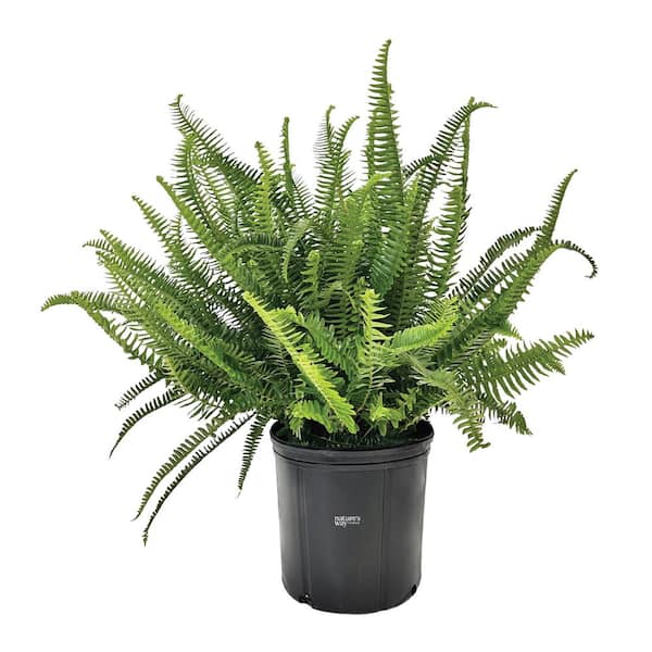 NATURE'S WAY FARMS Fern Kimberly Queen Live Outdoor Plant in Growers Pot Average Shipping Height 2-3 Ft. Tall