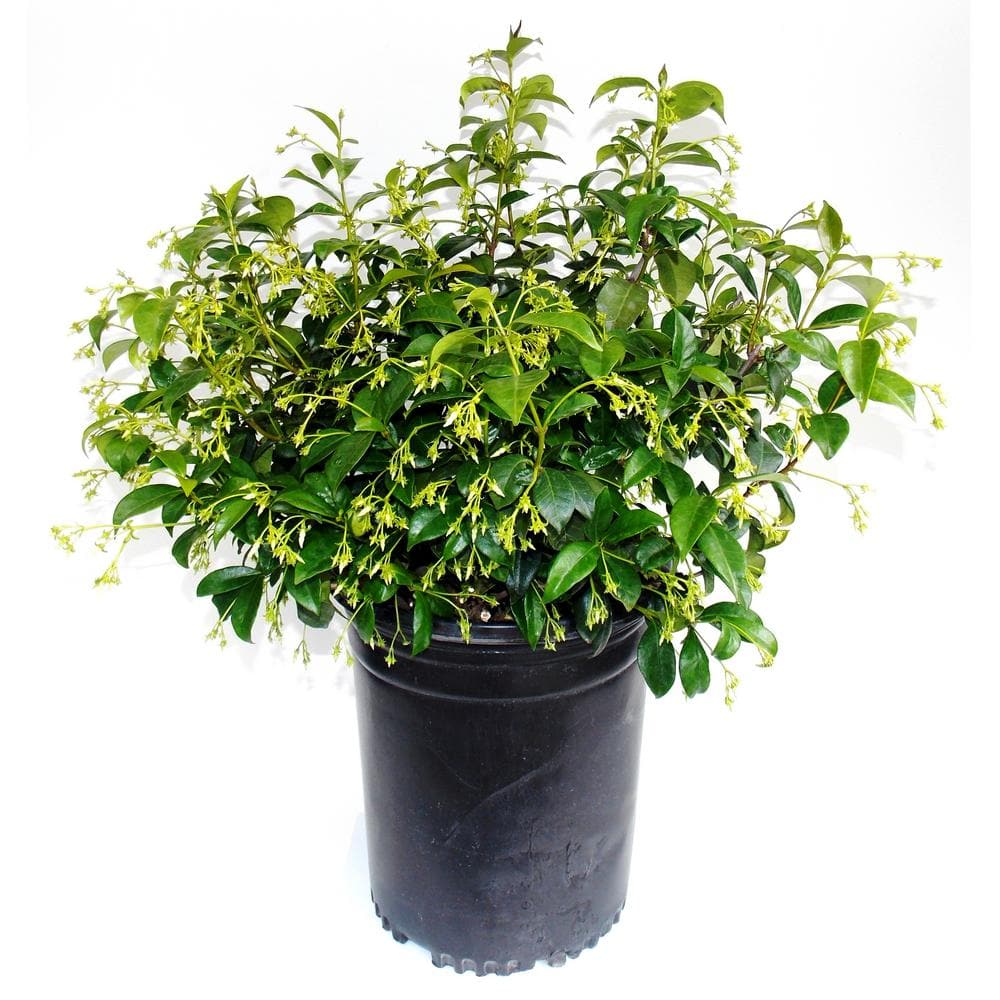 EVERDE GROWERS 5 Gal. Star Jasmine (Bush) TRAJAF0305 - The Home Depot