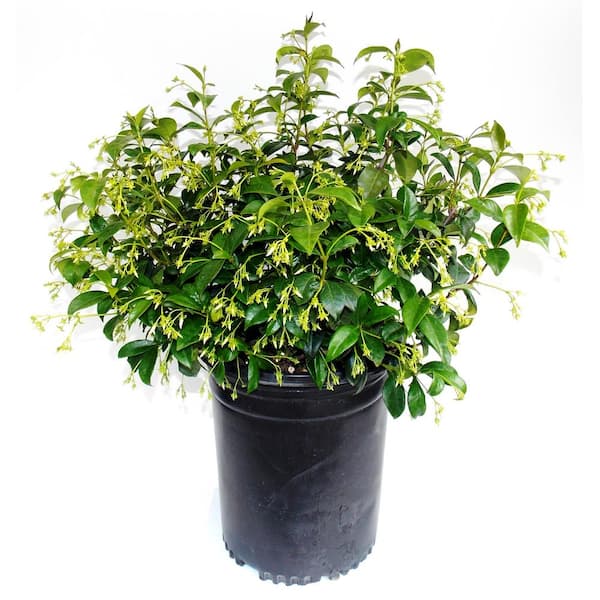 EVERDE GROWERS 5 Gal. Star Jasmine (Bush)