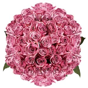 Globalrose Fresh Lavender Color Roses (250 Stems) cool-water-250 - The ...