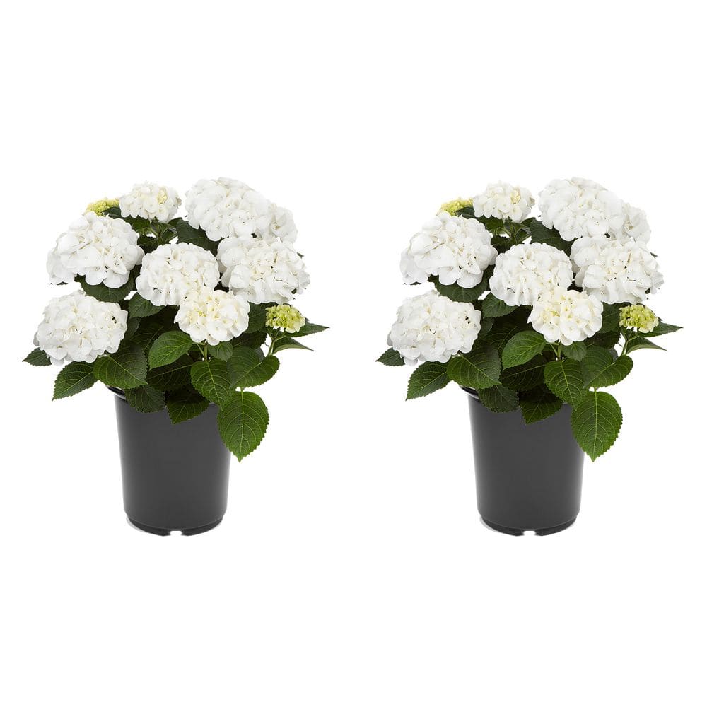 Unbranded. 2.5 QT Hydrangea macrophylla 'Hi Ice' Perennial Plant