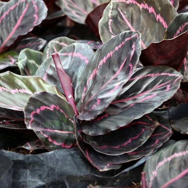 national PLANT NETWORK 4 in. Dottie Calathea Plant in Grower Pot (4-Piece)