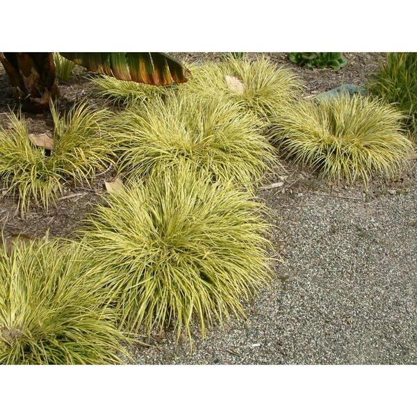 2.5 qt. Perennial Grass Acorus g. Ogon 1469 - The Home Depot