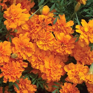 10 in. Orange French Marigold Plant (12-Pack)